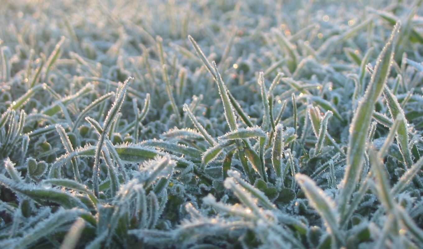 обои, трава, холод, иний, иние, теги, нашем, самые